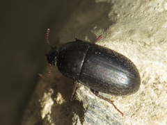 Crypticus gibbulus