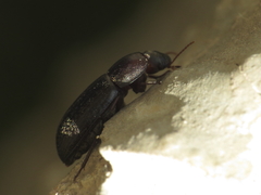 Crypticus gibbulus