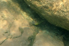 Tropheus brichardi