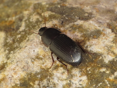 Crypticus gibbulus