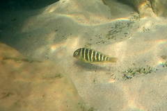 Tropheus brichardi