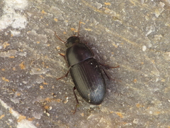 Crypticus gibbulus