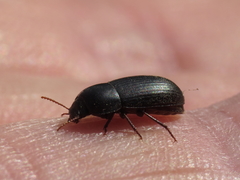 Crypticus gibbulus