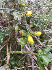Rosa banksiae normalis