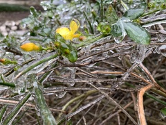 Rosa banksiae normalis