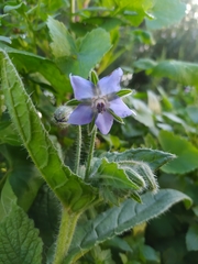 Borago officinalis