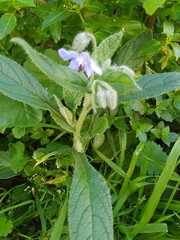 Borago officinalis