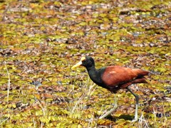 Jacana spinosa