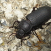 Tenebrio obscurus - Photo (c) Simon Oliver,  זכויות יוצרים חלקיות (CC BY-NC), uploaded by Simon Oliver