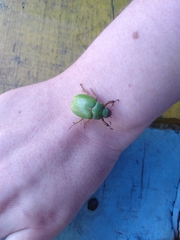 Brachysternus prasinus