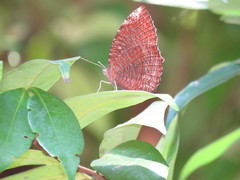 Elymnias hypermnestra beatrice