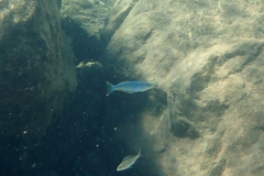 Tanganyika Killifhish photo 2