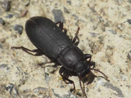 Tenebrio obscurus Fabricius, 1792