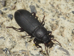Tenebrio obscurus