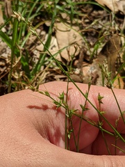 Carex retroflexa