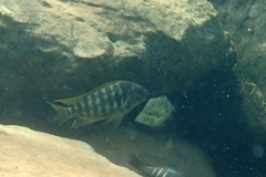 Petrochromis