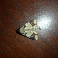 Condica cupentia