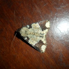 Condica cupentia