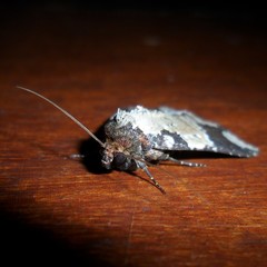 Condica cupentia