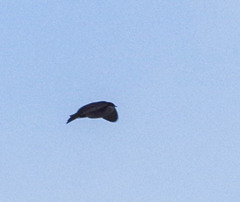 Pygochelidon cyanoleuca