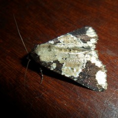 Condica cupentia
