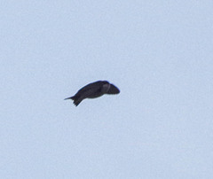 Pygochelidon cyanoleuca