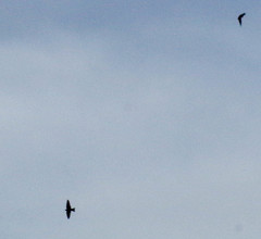 Pygochelidon cyanoleuca