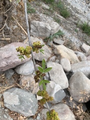 Fraxinus velutina