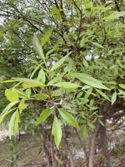 Fraxinus velutina