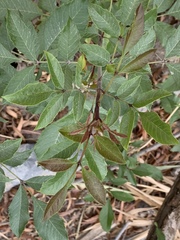 Fraxinus velutina