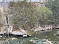 Fraxinus velutina