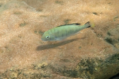 Pseudosimochromis marginatus