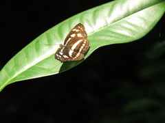 Phaedyma columella singa