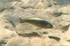 Tropheus brichardi