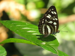 Phaedyma columella singa