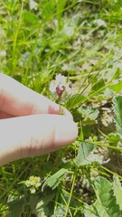 Linaria amethystea amethystea