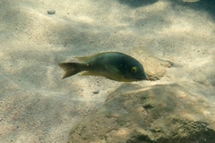 Tropheus brichardi