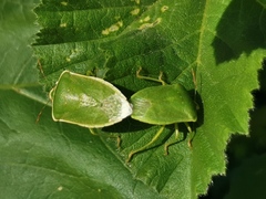 Nezara viridula
