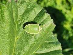 Nezara viridula