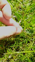 Linaria amethystea amethystea