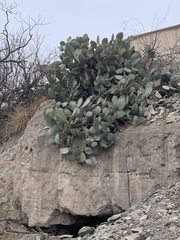 Opuntia