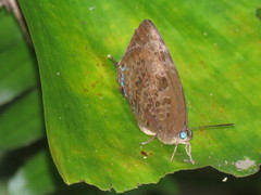 Arhopala centaurus nakula