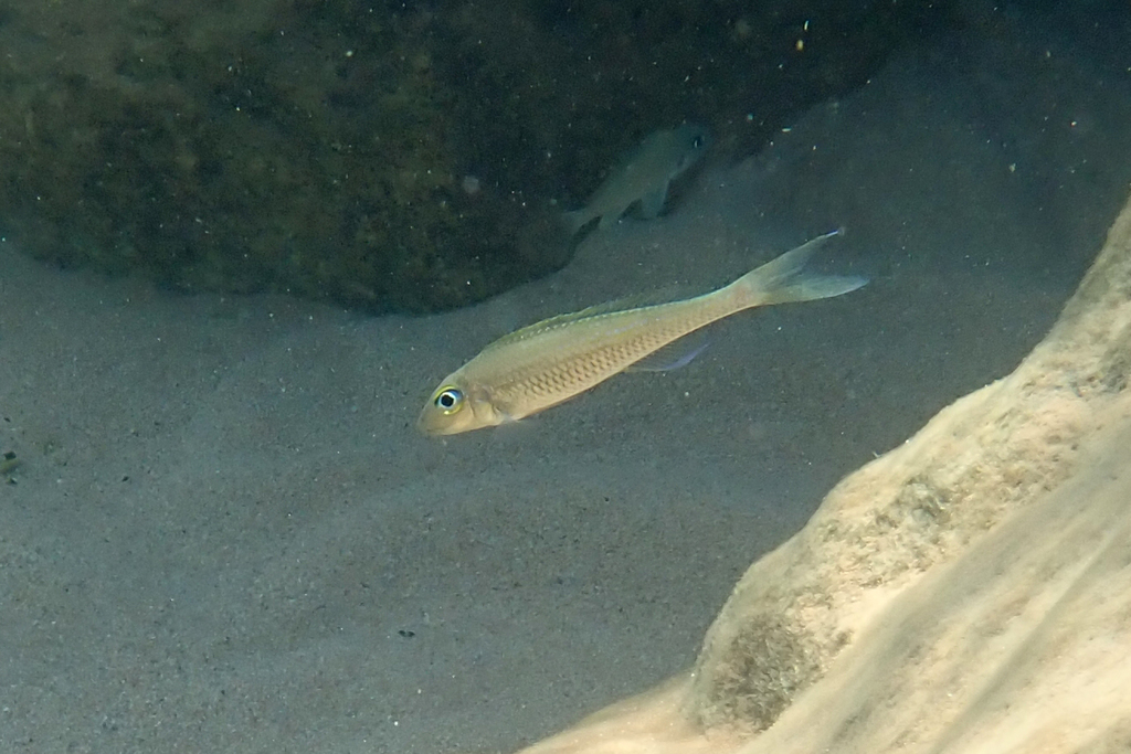 Slender xenotilapia (Xenotilapia leptura) — Cichlidae