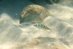 Limnotilapia dardennii