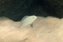 Pseudosimochromis marginatus