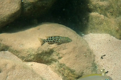 Elongate Lamprologus Cichlid photo 4