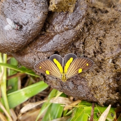 Phaeochlaena lampra