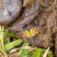 Phaeochlaena lampra