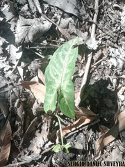 Tracheophyta
