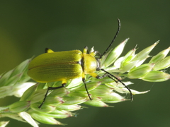 Proctenius granatensis